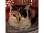 Adopt BRYLEE - WORKING CAT a Domestic Short Hair