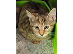 Adopt Almond a Brown Tabby American Shorthair (short coat) cat in Heathsville