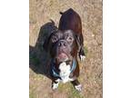 Adopt LOON a Pit Bull Terrier, Mixed Breed