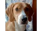 Adopt Henry a Brown/Chocolate - with White Hound (Unknown Type) / Mixed dog in