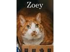 Adopt Zoey ( FKA Boots) a Domestic Short Hair