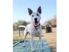 Adopt Sharpie a White Bull Terrier / Border Collie / Mixed dog in San Antonio