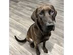 Adopt Chip a Brown/Chocolate Labrador Retriever / Mixed dog in Merriam