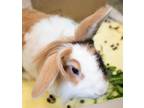 Adopt BISCOTTI a Lionhead