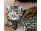 Adopt BELLA a Domestic Short Hair