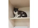 Adopt Hugh a Black & White or Tuxedo Domestic Shorthair / Mixed (short coat) cat