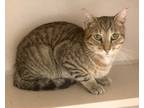 Adopt Troy a Brown Tabby Domestic Shorthair / Mixed (short coat) cat in Hudson