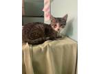 Adopt Maximus-kitten a Brown or Chocolate (Mostly) Domestic Shorthair / Mixed