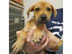 Adopt Abbott a Mixed Breed (Medium) / Mixed dog in Rancho Santa Fe