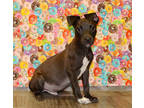 Adopt Void OT14 8/3/23 a Black Labrador Retriever / Mixed dog in San Angelo