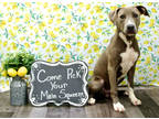 Adopt Terence K64 7/20/23 a Brown/Chocolate American Pit Bull Terrier / Mixed