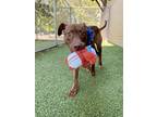 Adopt Jefferies - VIP a Brown/Chocolate Retriever (Unknown Type) / Mixed dog in