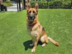 Adopt SHIRLEY a Black German Shepherd Dog / Mixed dog in Tustin, CA (38828155)