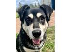 Adopt Angel a Black - with Tan, Yellow or Fawn Husky / Mixed dog in Webster