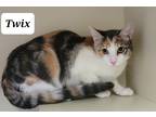 Adopt Twix a Calico or Dilute Calico Calico (short coat) cat in Marshall