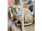 Adopt Rubio a Orange or Red Domestic Shorthair / Mixed (short coat) cat in