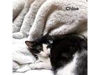 Adopt Chloe a Domestic Short Hair