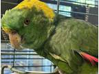 Adopt Greedo a Green Amazon bird in Grandview, MO (38697647)