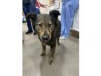 Adopt JESSIE a German Shepherd Dog, Mixed Breed