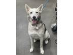 Adopt CELINE a Siberian Husky, German Shepherd Dog