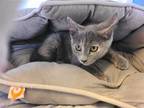 Adopt DANIKA a Domestic Shorthair / Mixed cat in Athens, AL (38743961)