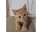 Adopt Orlando - Adopted FTA a Orange or Red Domestic Shorthair / Domestic