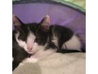 Adopt Harley a Black & White or Tuxedo Domestic Shorthair / Mixed (short coat)