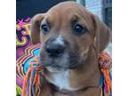 Adopt Chloe a Mixed Breed (Medium) / Mixed dog in Rancho Santa Fe, CA (38753351)