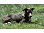 Adopt Gumbo a Brindle - with White Catahoula Leopard Dog dog in Irwin