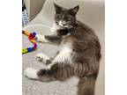 Adopt Jane a Gray or Blue (Mostly) Domestic Mediumhair / Mixed (medium coat) cat