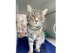 Adopt Pipit a Gray or Blue Domestic Shorthair / Domestic Shorthair / Mixed cat