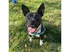 Adopt Persephone a Black - with White Pit Bull Terrier / Mixed dog in Fargo