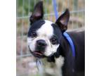 Adopt Champ a Black - with White Boston Terrier / Boston Terrier / Mixed dog in