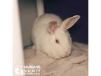 Adopt VANILLA a Albino or Red-Eyed White Other/Unknown / Mixed (short coat)