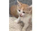 Adopt Oswald -Adopted FTA a Orange or Red Domestic Shorthair / Domestic