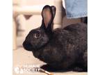 Adopt PUPITA a Black Other/Unknown / Mixed (short coat) rabbit in Tucson