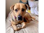 Adopt Sally a Tan/Yellow/Fawn - with Black German Shepherd Dog / Mixed dog in