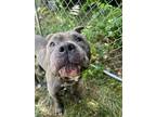 Adopt Zuko a Gray/Blue/Silver/Salt & Pepper Mixed Breed (Large) / Mixed dog in