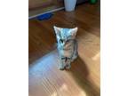 Adopt Violet a Gray, Blue or Silver Tabby Domestic Shorthair / Mixed (short