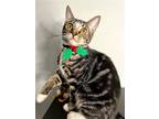Adopt Oliver B a Brown Tabby Domestic Shorthair / Mixed (short coat) cat in Los