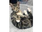 Adopt Keenan B a Brown Tabby Domestic Shorthair / Mixed (short coat) cat in Los