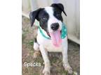 Adopt Specks a Labrador Retriever / Mixed dog in Gautier, MS (38675946)
