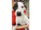 Adopt KARLSSON a White - with Black Australian Shepherd / Catahoula Leopard Dog