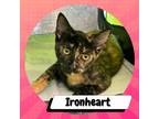 Adopt Ironheart (Riri Williams) a Tortoiseshell Domestic Shorthair / Mixed cat