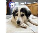 Adopt Bohdi a Great Pyrenees / Mixed dog in Portland, OR (38831429)