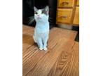 Adopt Rascal (handsome young adult) a White (Mostly) Domestic Shorthair / Mixed