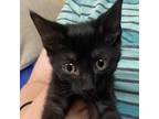 Adopt Brooks a All Black Domestic Shorthair / Mixed cat in Madison
