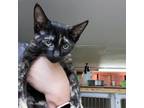 Adopt Taylor Swift a All Black Domestic Shorthair / Mixed cat in Madison