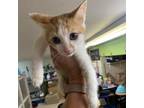 Adopt Billy Currington a Orange or Red Domestic Shorthair / Mixed cat in