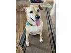 Adopt Gretchen a Tan/Yellow/Fawn Labrador Retriever / Terrier (Unknown Type